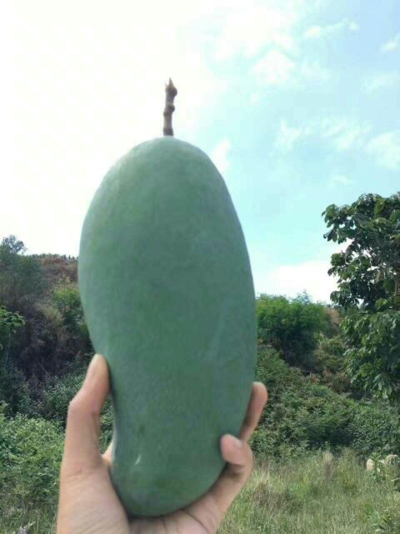 芒果2两以上