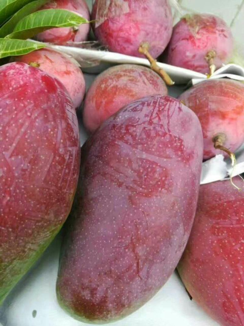 芒果2两以上