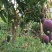 芒果2两以上