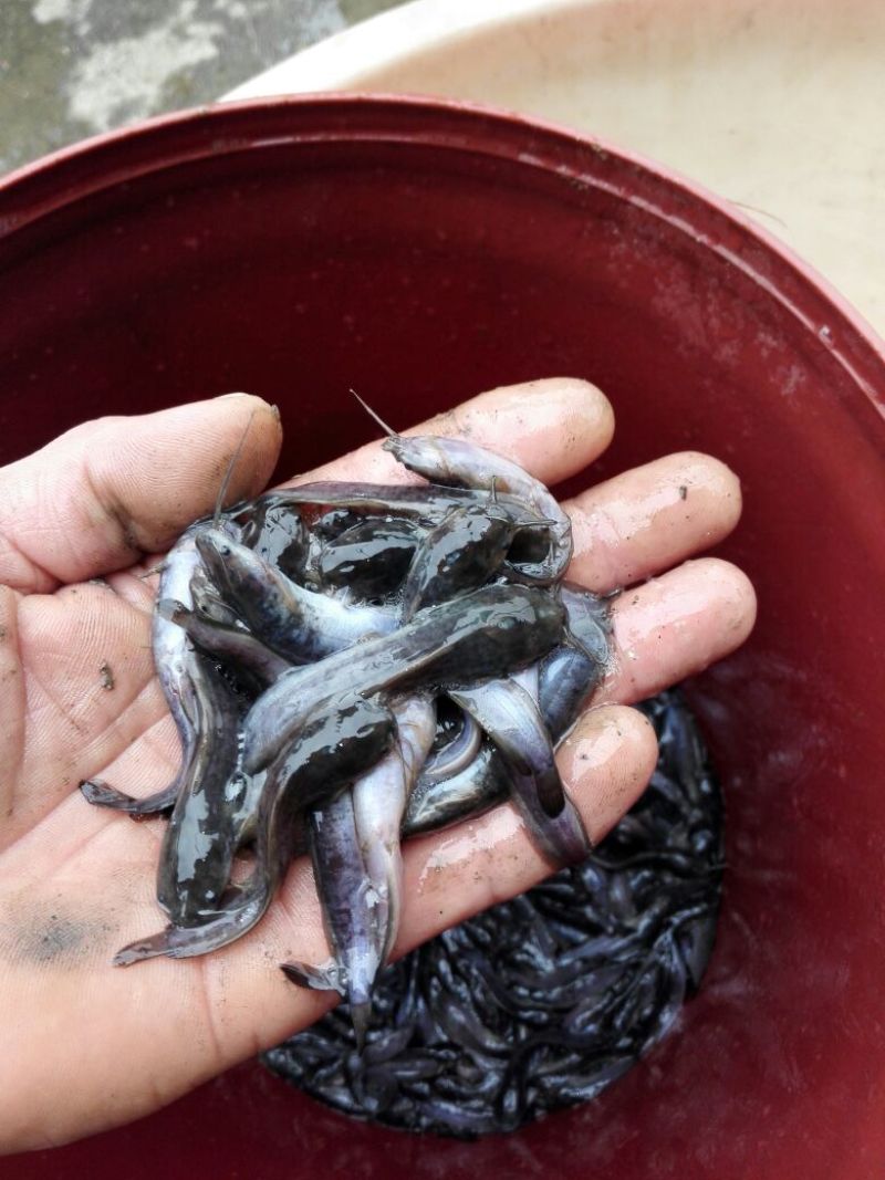 黑鱼鱼苗人工养殖