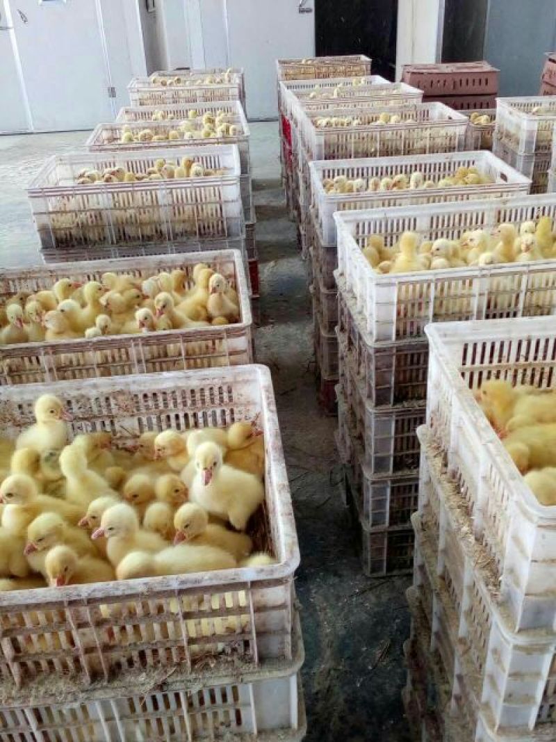 鹅苗250g以下
