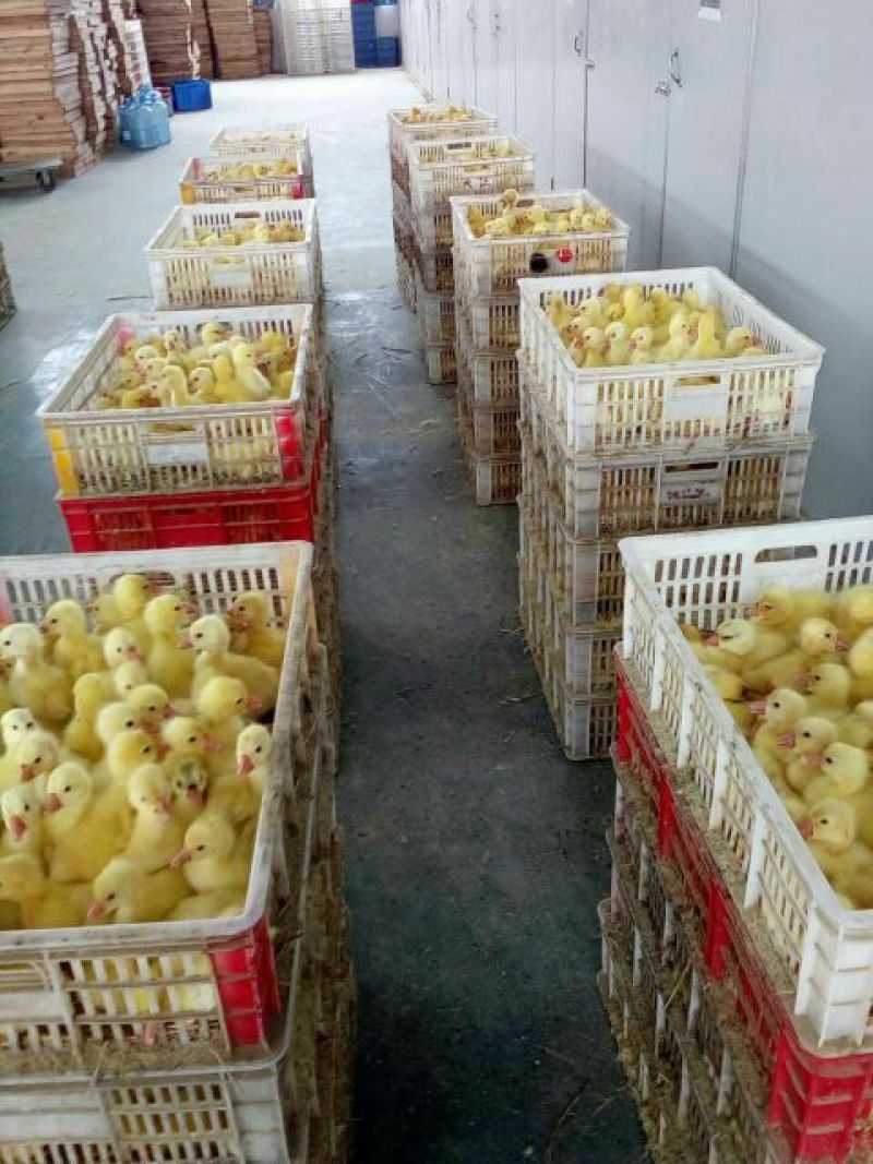 鹅苗250g以下