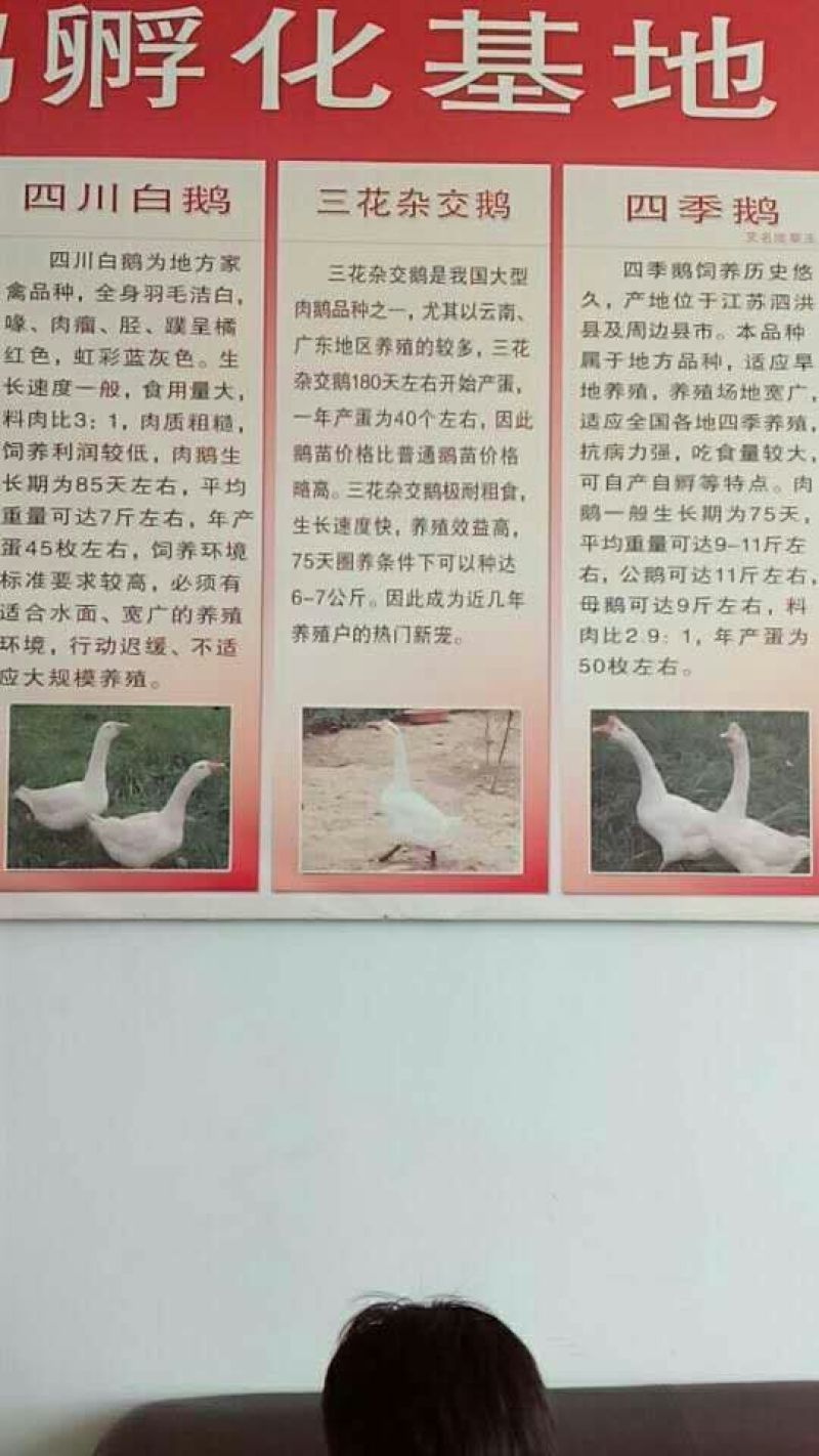 鹅苗250g以下