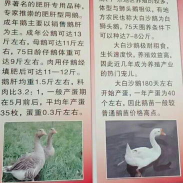 鹅苗250g以下