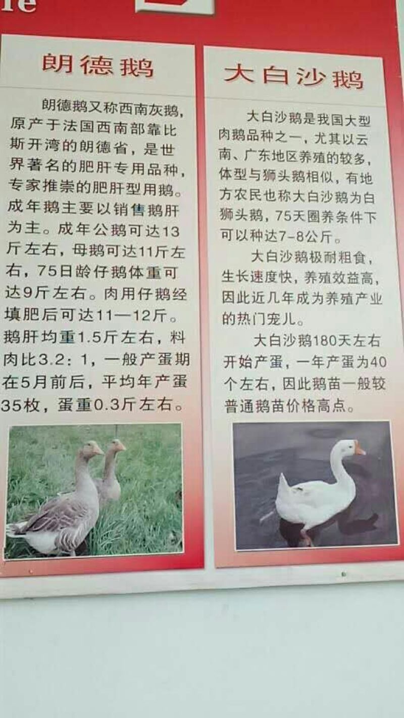 鹅苗250g以下