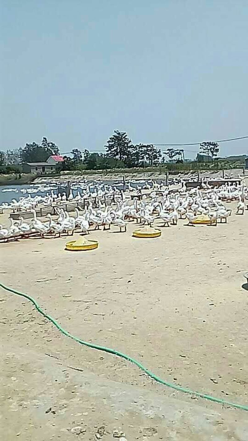 鹅苗250g以下