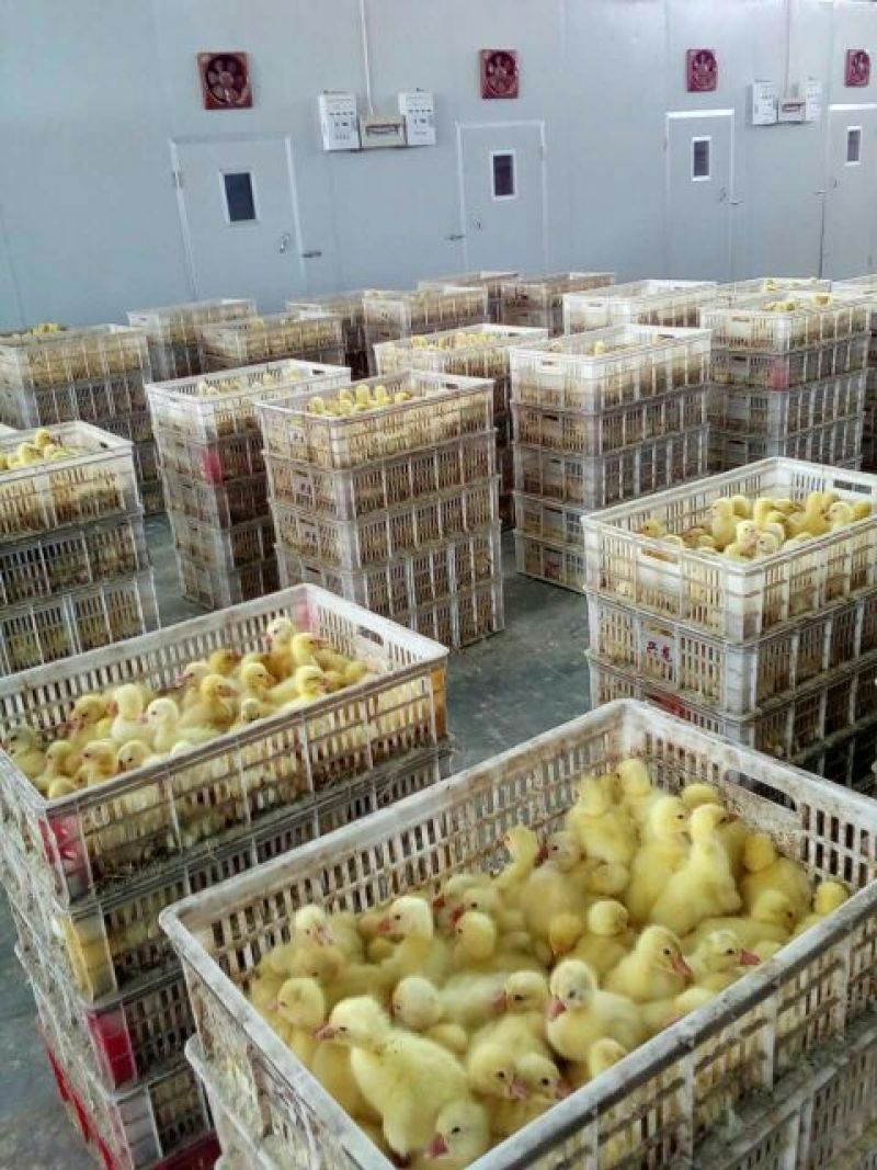 鹅苗250g以下