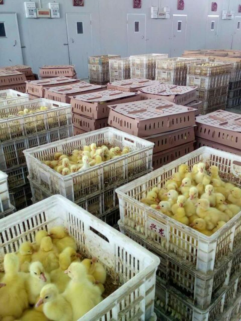 鹅苗250g以下