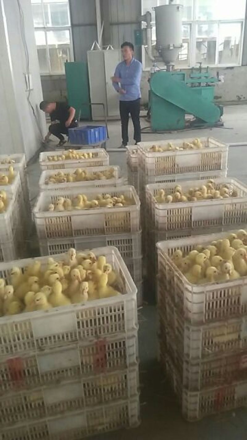 鹅苗250g以上