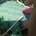 龙卷风西瓜10斤打底9成熟1茬