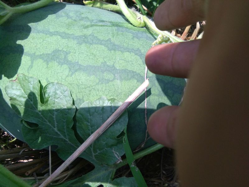 龙卷风西瓜10斤打底9成熟1茬