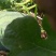 龙卷风西瓜10斤打底9成熟1茬