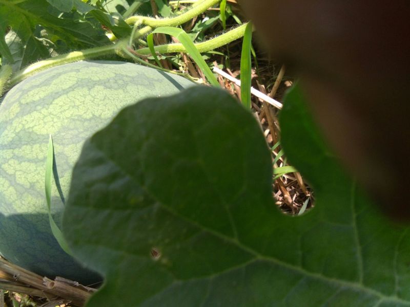 龙卷风西瓜10斤打底9成熟1茬