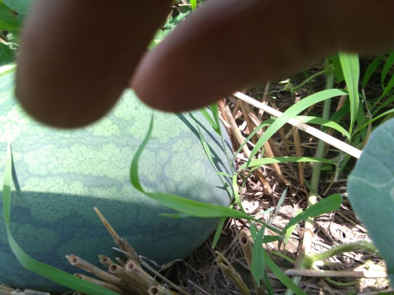 龙卷风西瓜10斤打底9成熟1茬