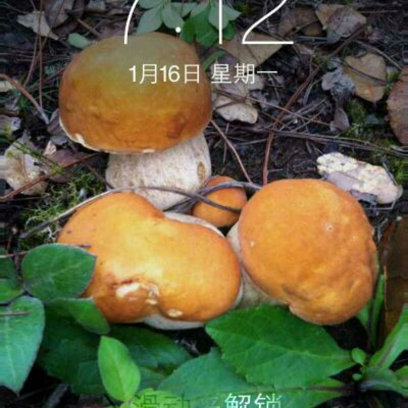 牛肝菌一级粗柄羊肚菌
