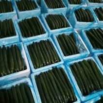 河北邯郸黄瓜大量上市，产地一手货源。