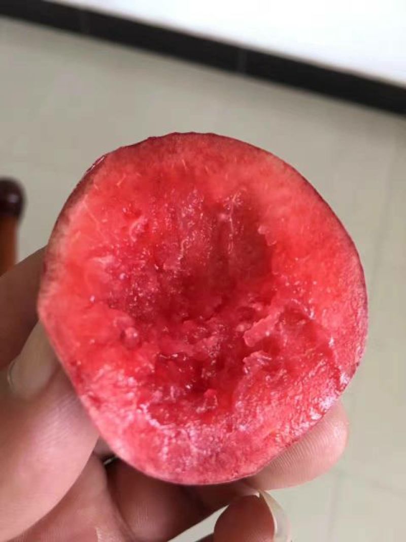 黄桃树苗80cm以上