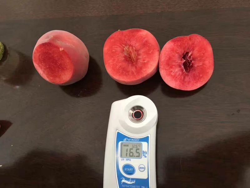 黄桃树苗80cm以上