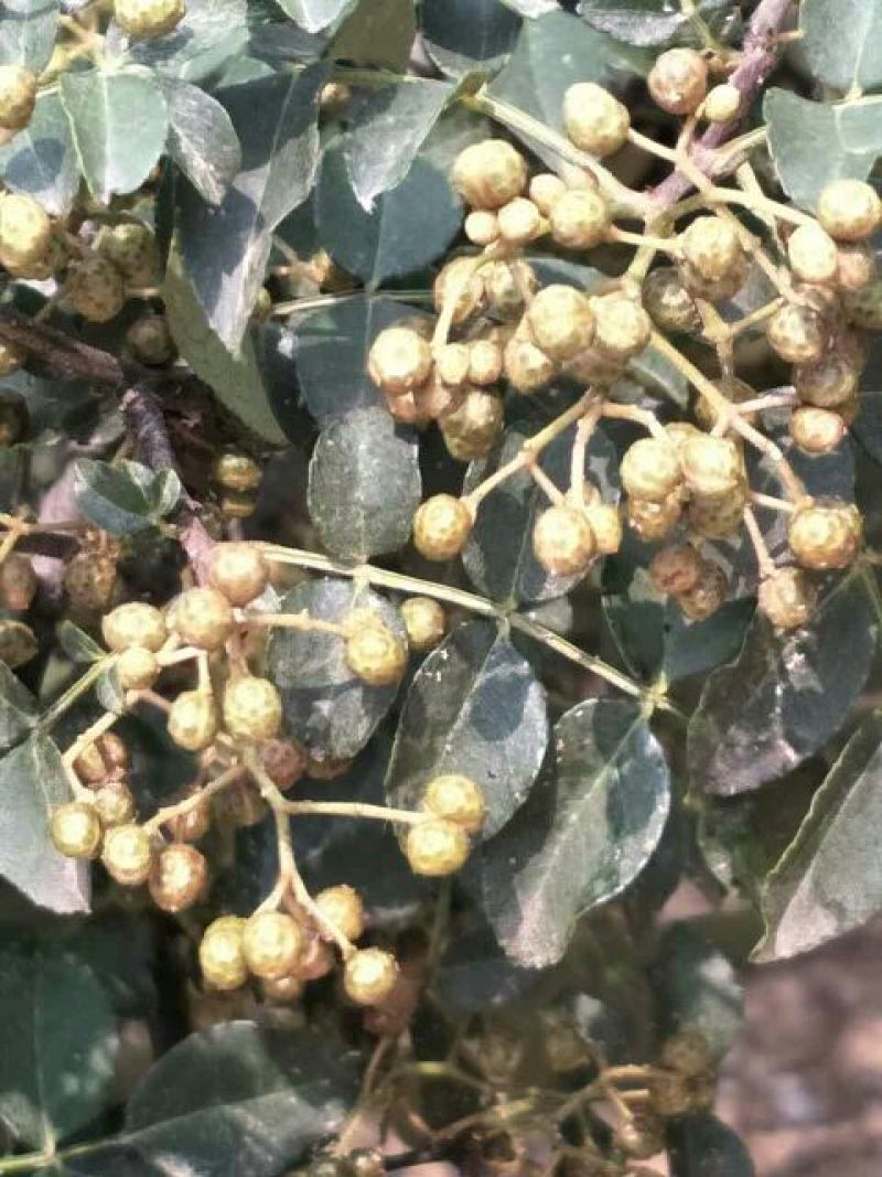 大红袍花椒一级干