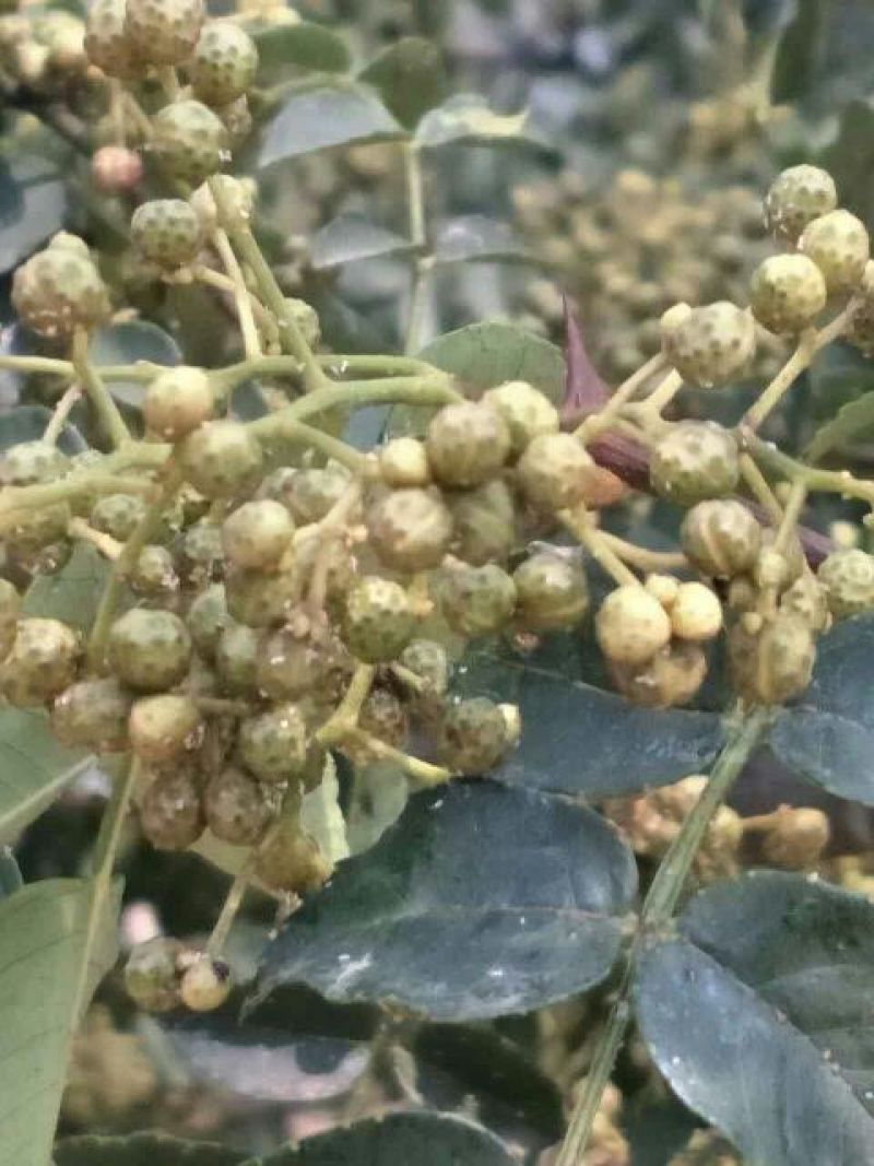 大红袍花椒一级干