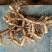 新鲜玉竹大量供应、玉竹、大竹产地直销、诚信代办