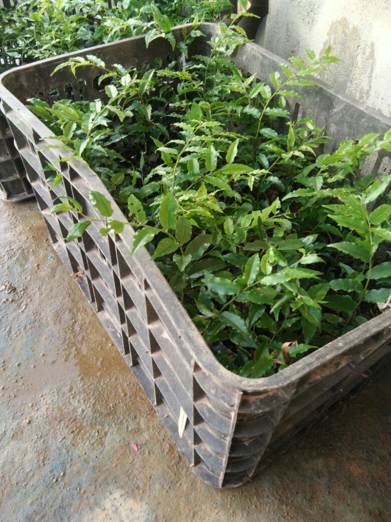 屈头鸡苗，屈头鸡鲜干果，组品新品种