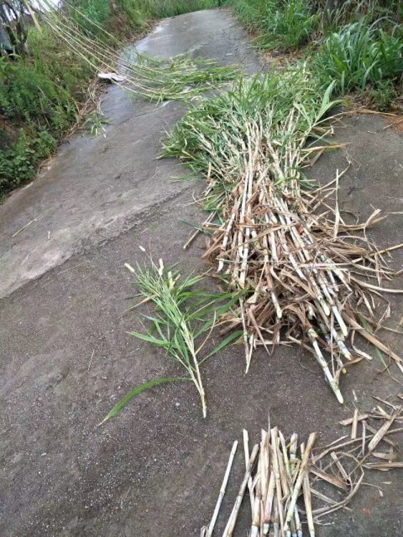 皇竹草牙节，多年生长，南方高产牧草品种优选推荐！