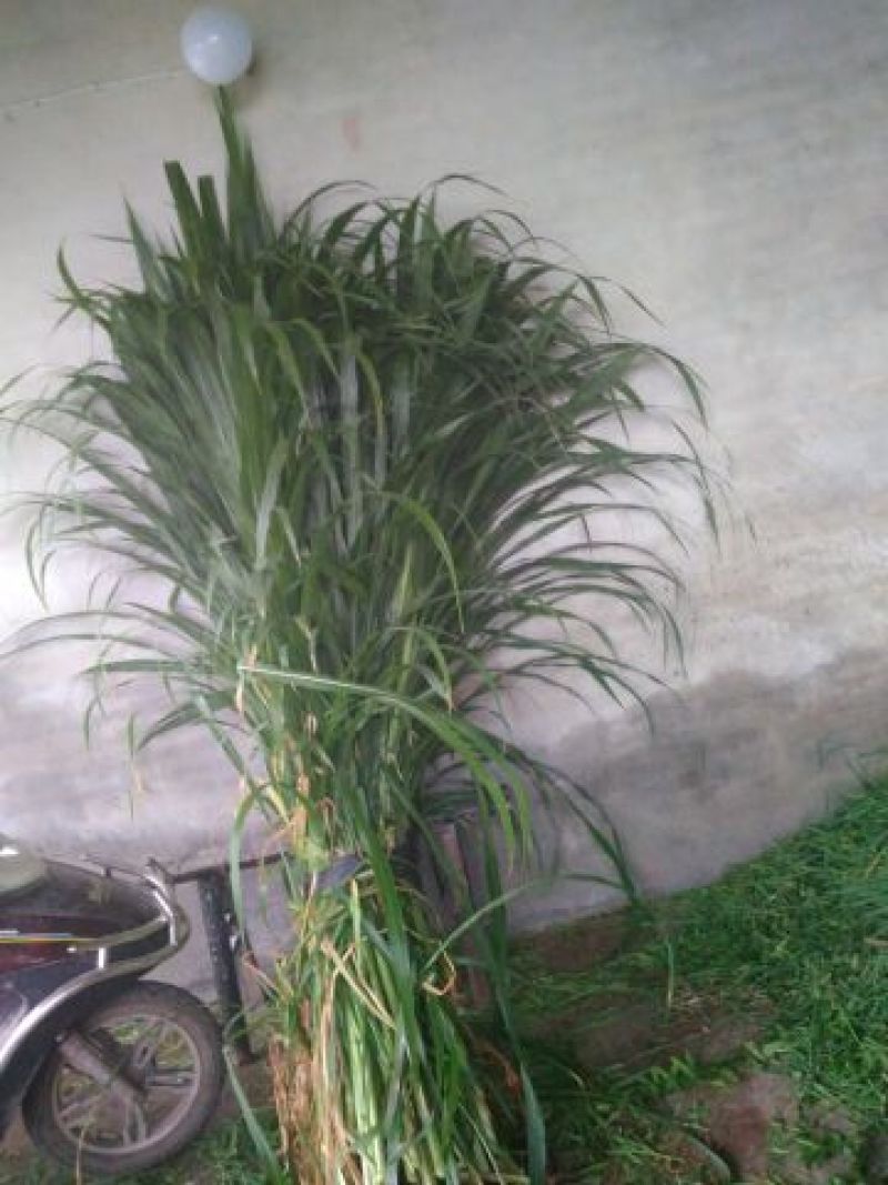 甜象草高产牧草牙节种子，南方可多年生长，适用于牛羊猪养殖