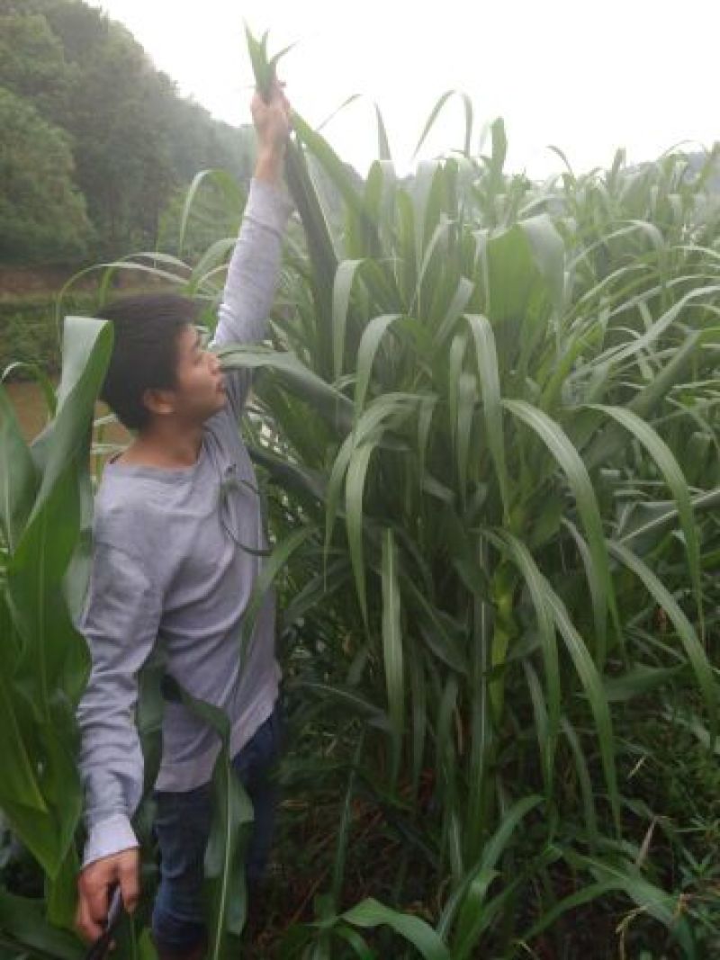 甜象草高产牧草牙节种子，南方可多年生长，适用于牛羊猪养殖