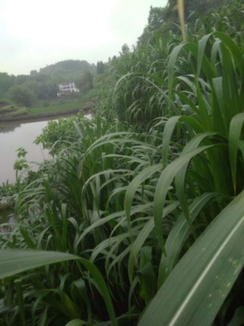 甜象草高产牧草牙节种子，南方可多年生长，适用于牛羊猪养殖