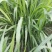 甜象草高产牧草牙节种子，南方可多年生长，适用于牛羊猪养殖