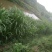 甜象草高产牧草牙节种子，南方可多年生长，适用于牛羊猪养殖