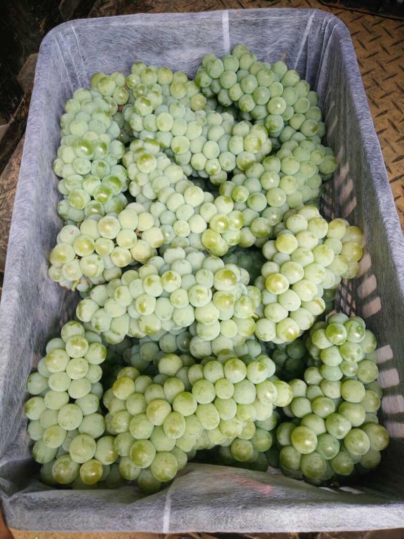 预售：水晶葡萄-套袋果，精品货