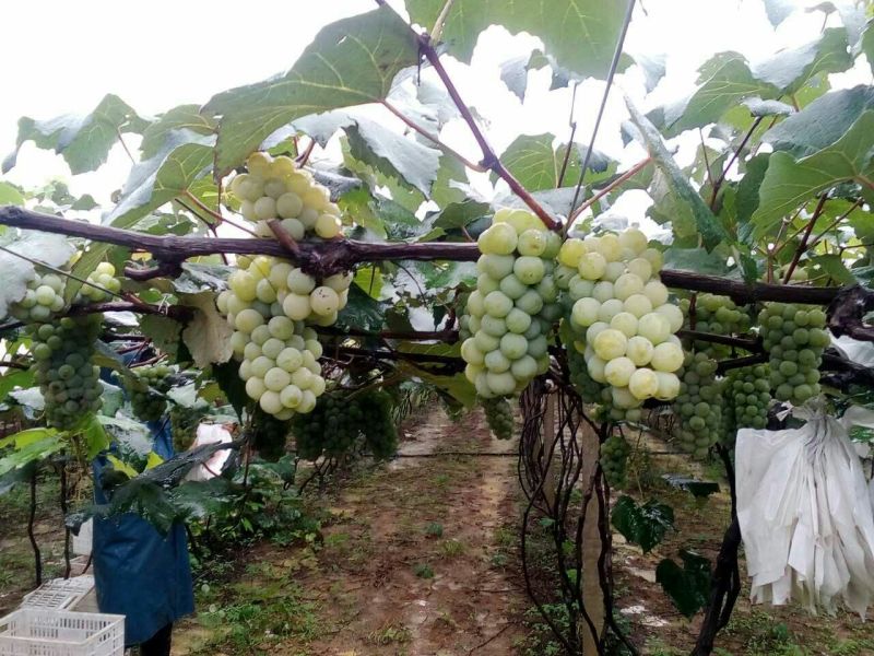 预售：水晶葡萄-套袋果，精品货