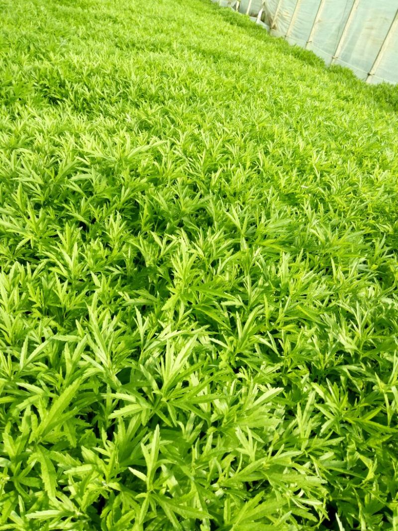芦篙