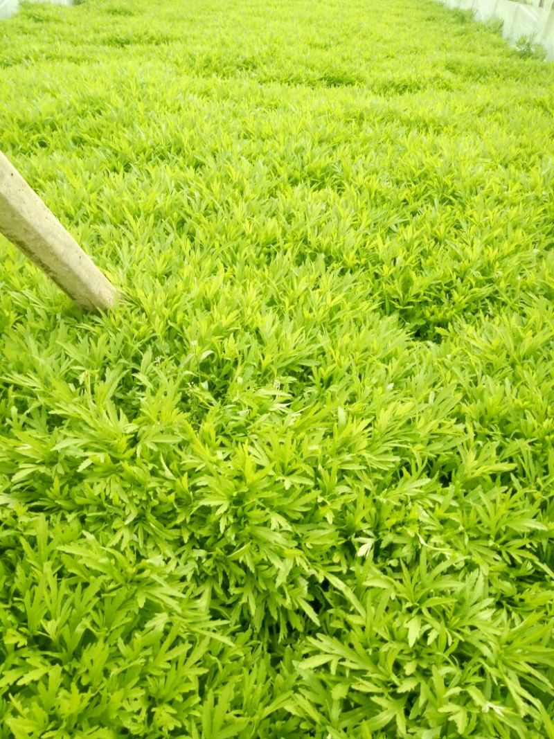 芦篙