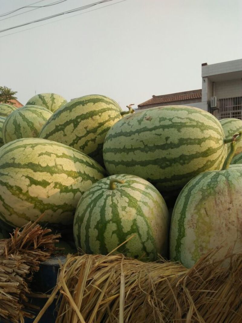 金城5号西瓜15斤打底9成熟1茬