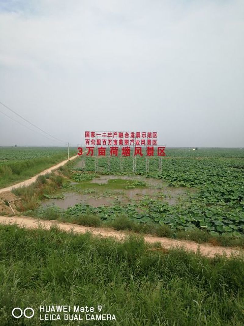 荷叶茶特级