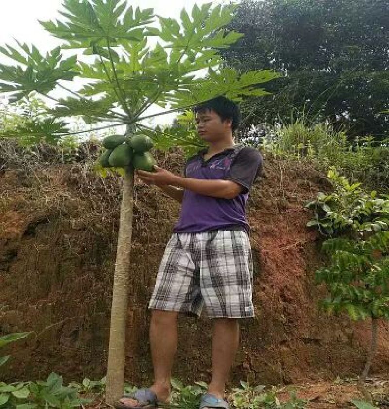 木瓜树苗10cm以下