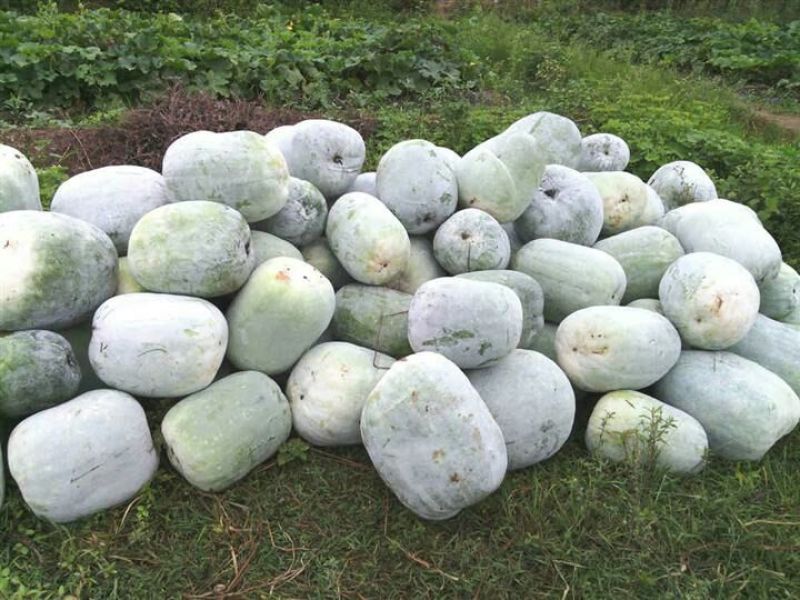 白皮冬瓜2斤以上地冬瓜