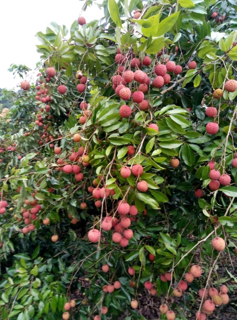 桂味荔枝2cm以上