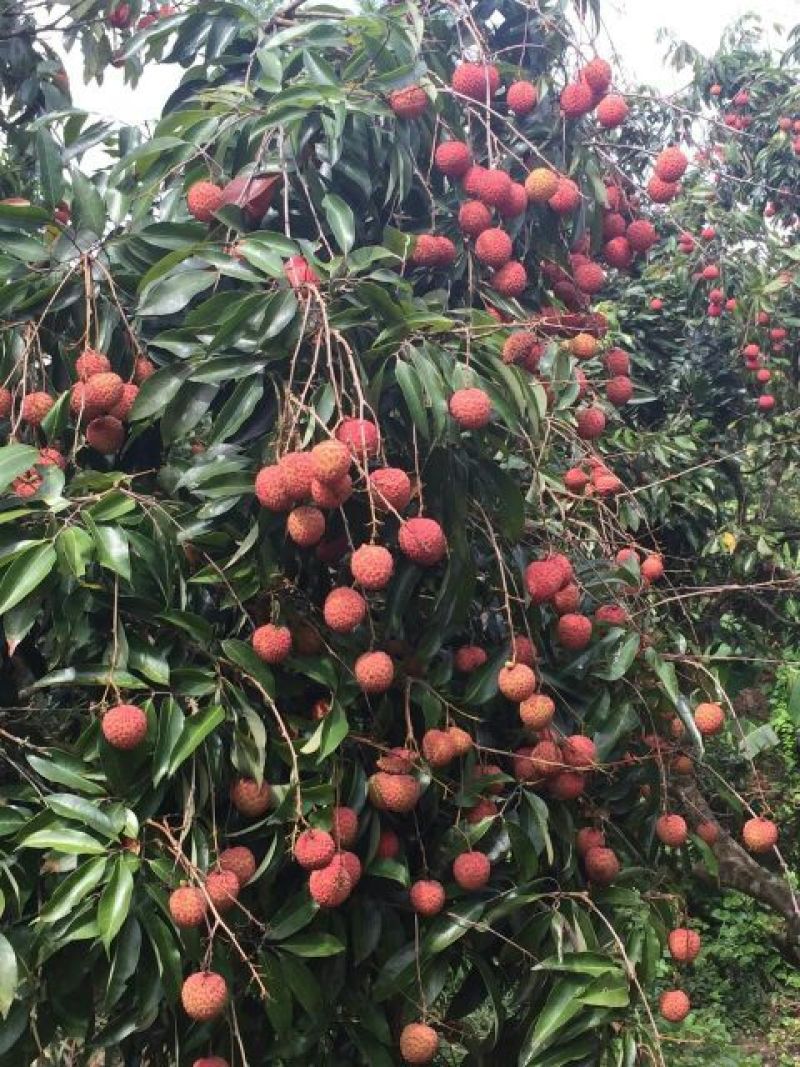 桂味荔枝2cm以上