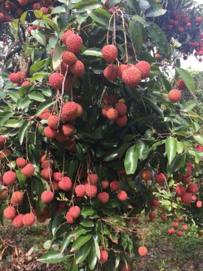 桂味荔枝2cm以上