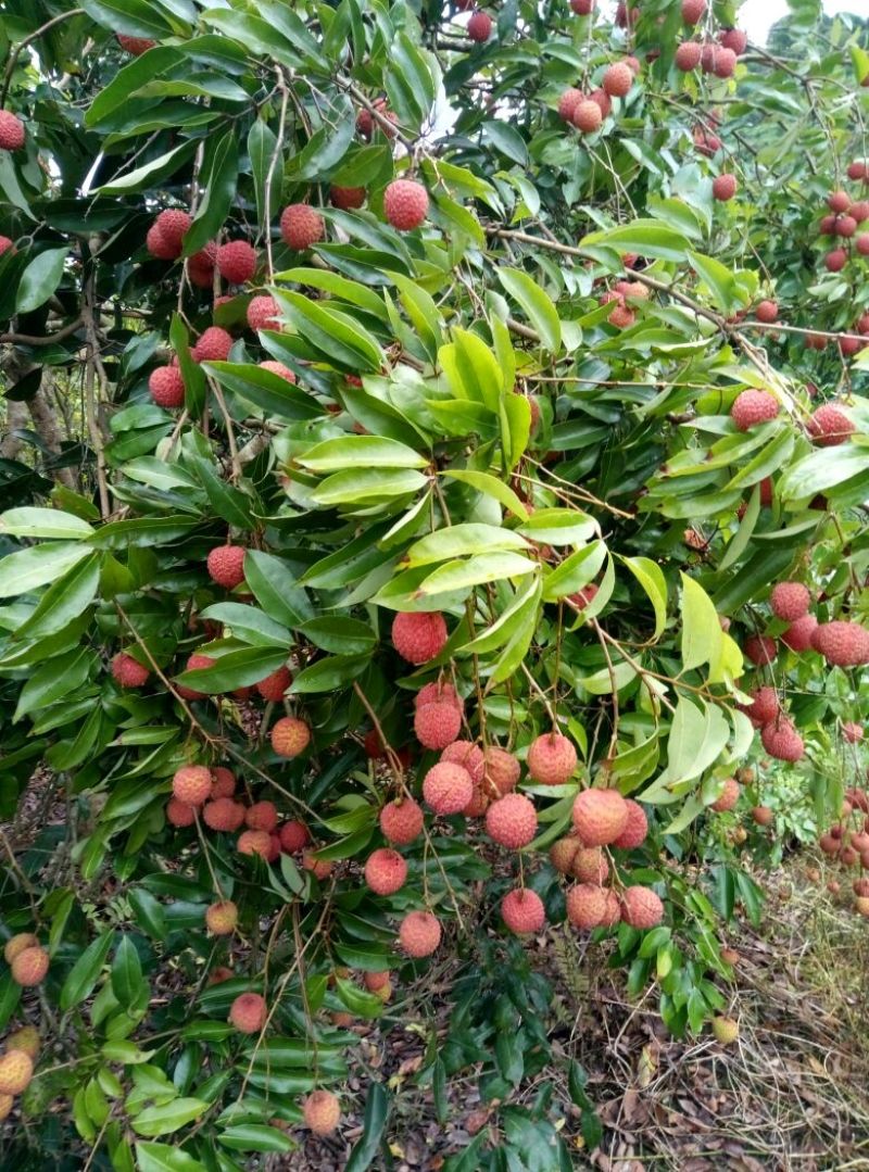 桂味荔枝2cm以上