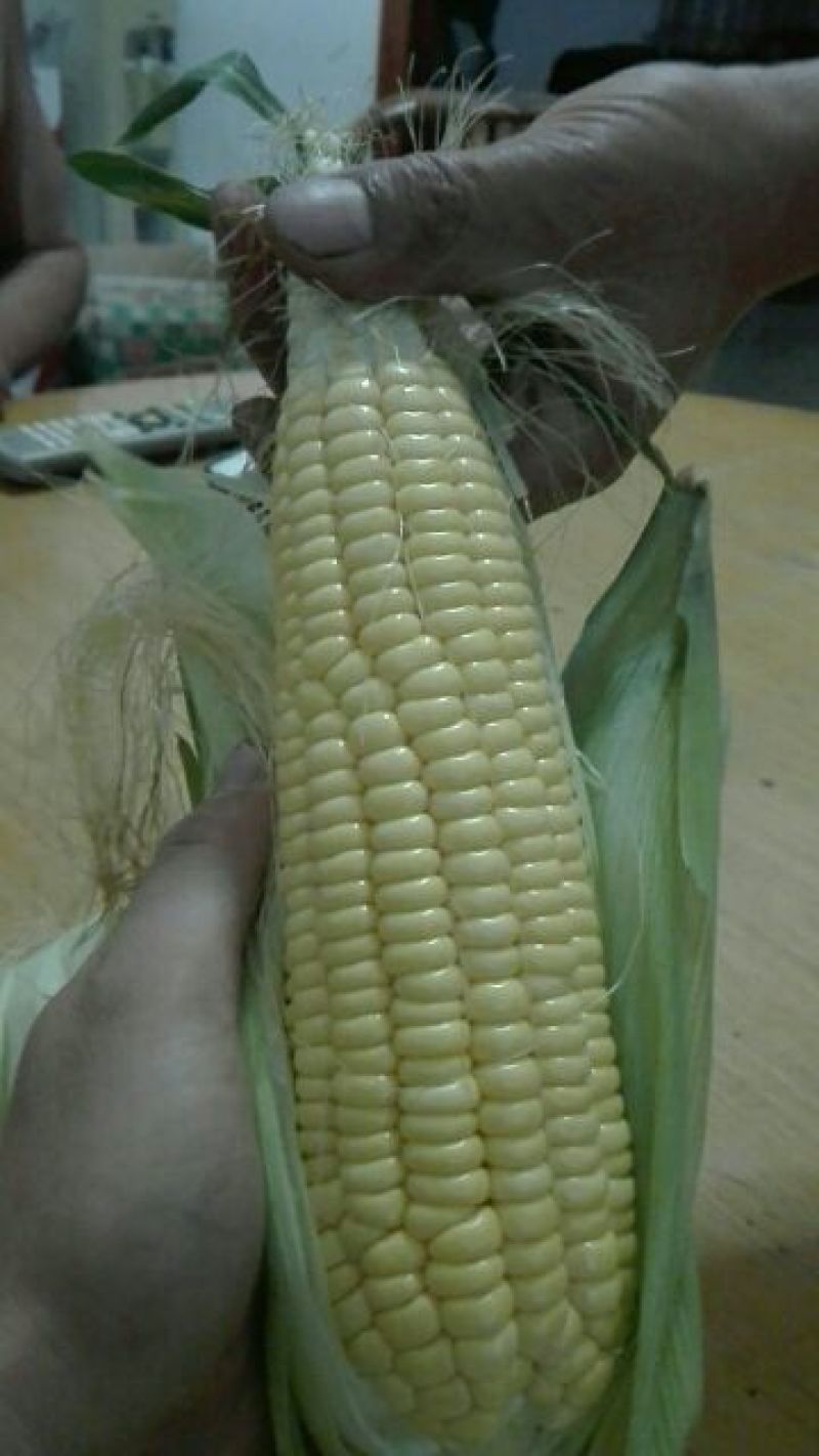 黄玉米甜玉米