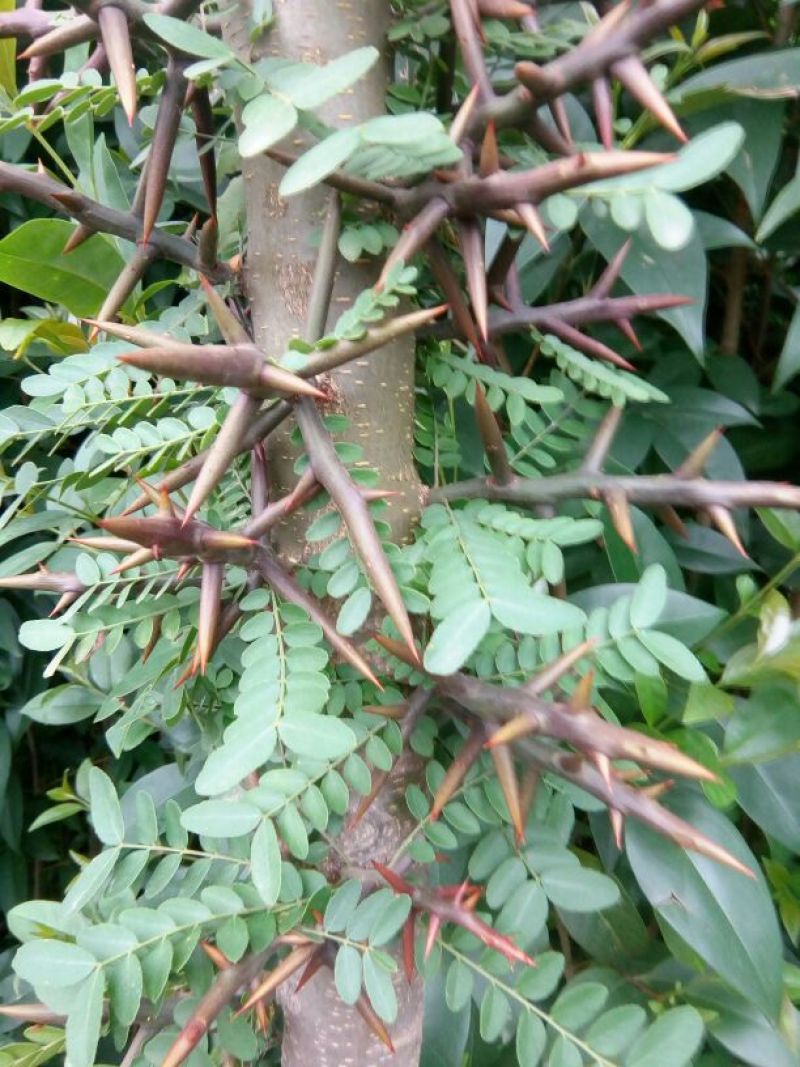 皂角树6~8cm4~6cm3~3.5米