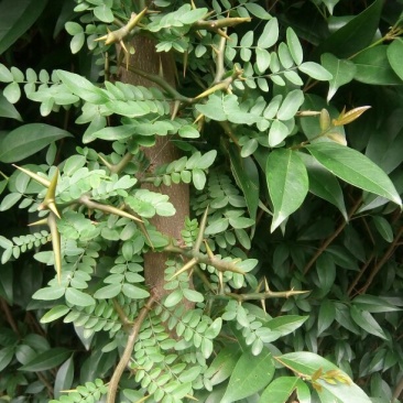 皂角树6~8cm4~6cm3~3.5米