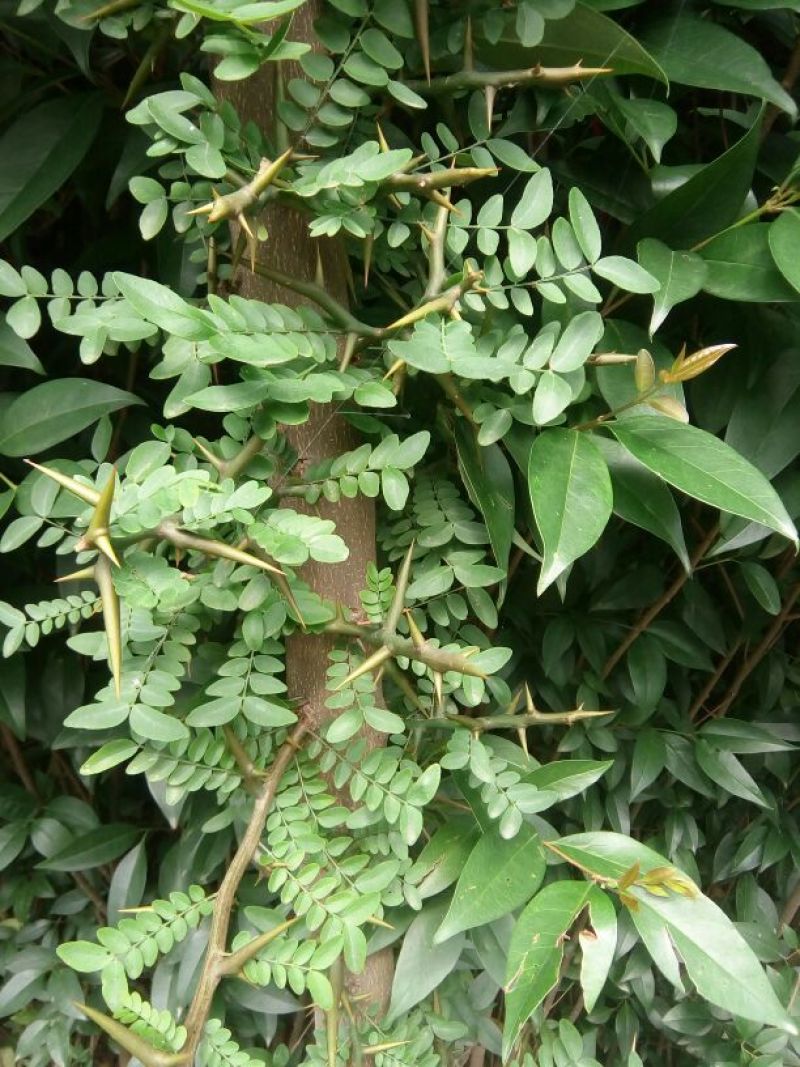 皂角树6~8cm4~6cm3~3.5米