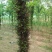 皂角树6~8cm4~6cm3~3.5米