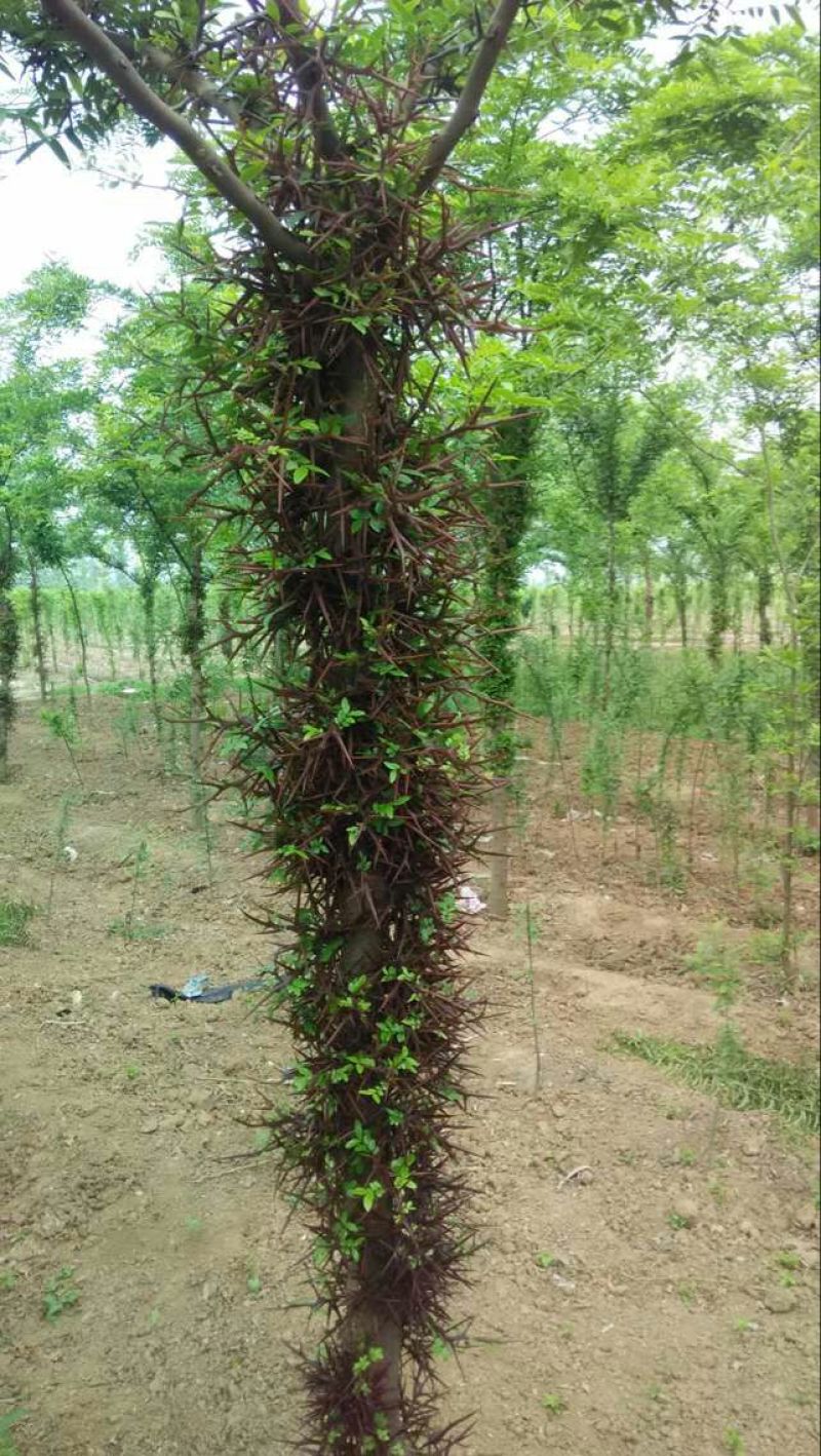 皂角树6~8cm4~6cm3~3.5米
